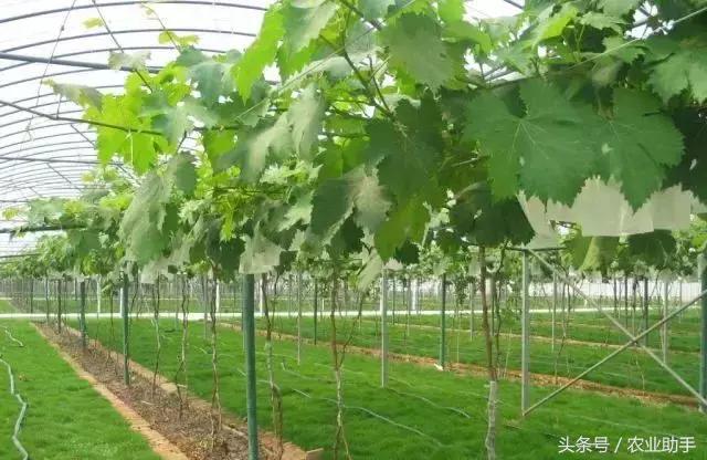 如何养好葡萄树苗,如何养好葡萄的根