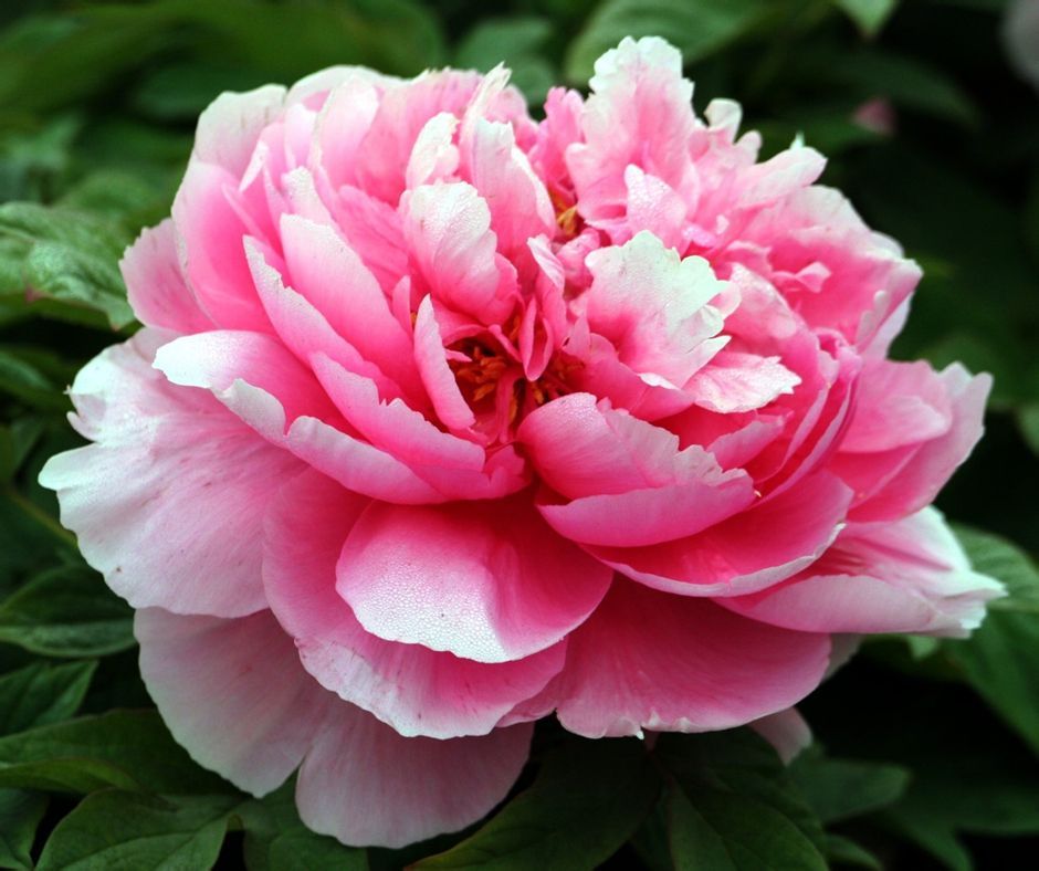 中国买不到的婚纱!Stelladelibero跳进花海的新娘，美到爆炸！