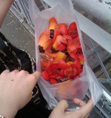 木棉花季，观众画风各异，老广州的画风肯定是这样，单纯又美味