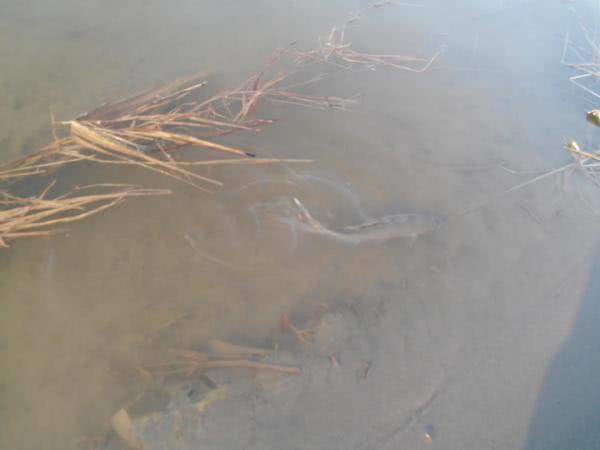 鳊鱼最爱吃什么东西,鳊鱼生活在长江哪里