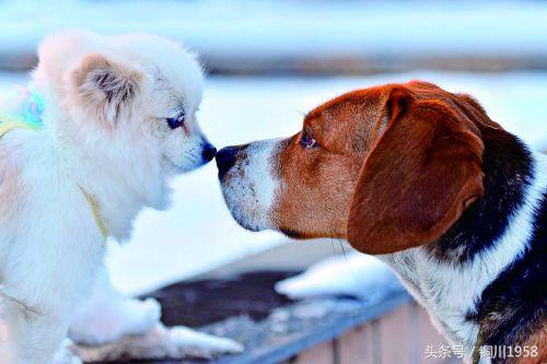 狗年春晚萌狗,新年新气象狗年旺旺旺