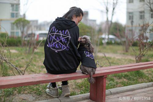 狗年春晚萌狗,新年新气象狗年旺旺旺