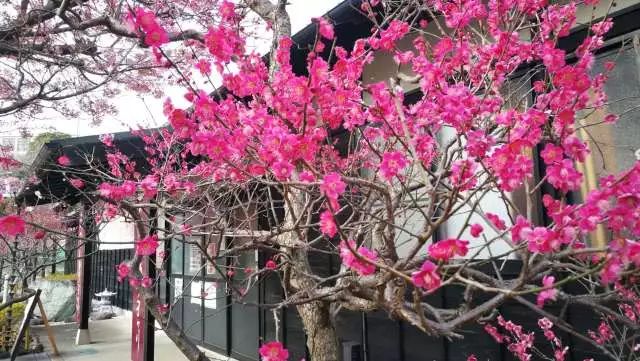 鏃ユ湰浜兘椋庢櫙宸濈搴锋垚,鏃ユ湰宸濈搴锋垚鍒濈鍥涙櫙