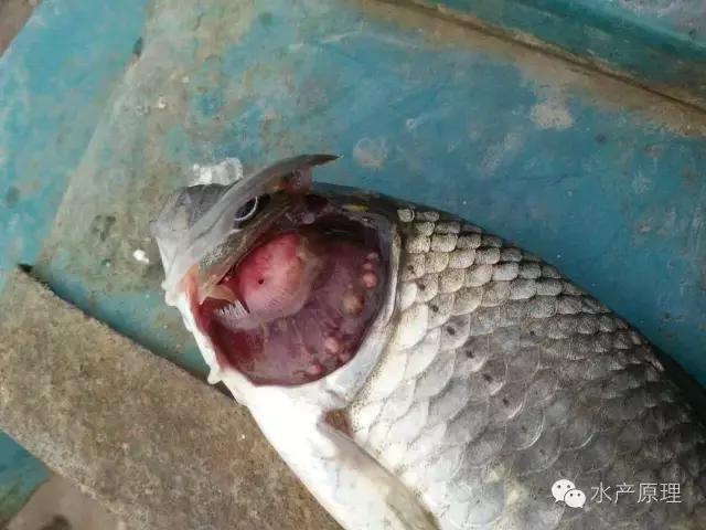 鱼类烂鳃病症状,鱼类烂鳃病致病机理