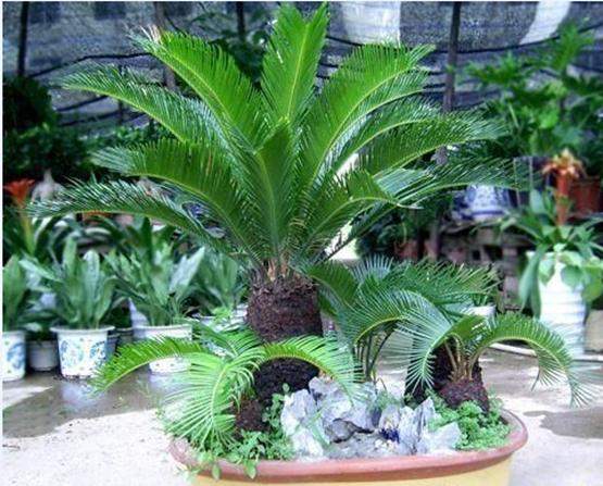 精品苏铁盆景图片,多头苏铁盆景图片大全欣赏