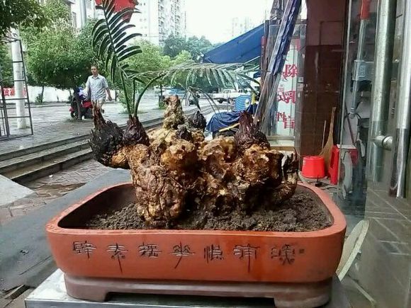 精品苏铁盆景图片,多头苏铁盆景图片大全欣赏