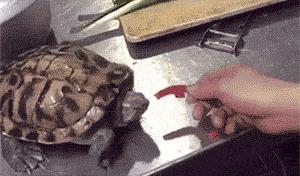 被科学家逐出“五味”的辣味，凭什么还能凌驾于其他口味之上？