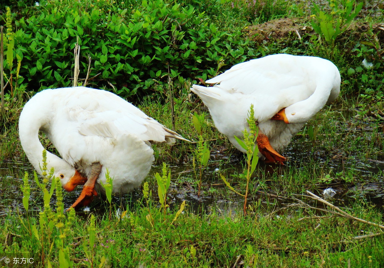 产蛋高峰料量是多少,产蛋高峰后注意什么