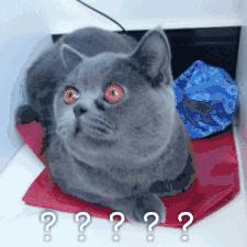 日照学区房的未来,日照学区房多少年一套