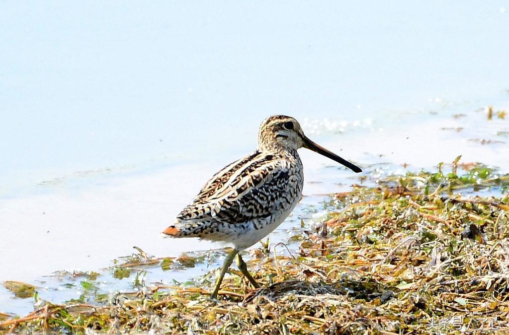 扇尾沙锥几月好抓,扇尾沙锥图片