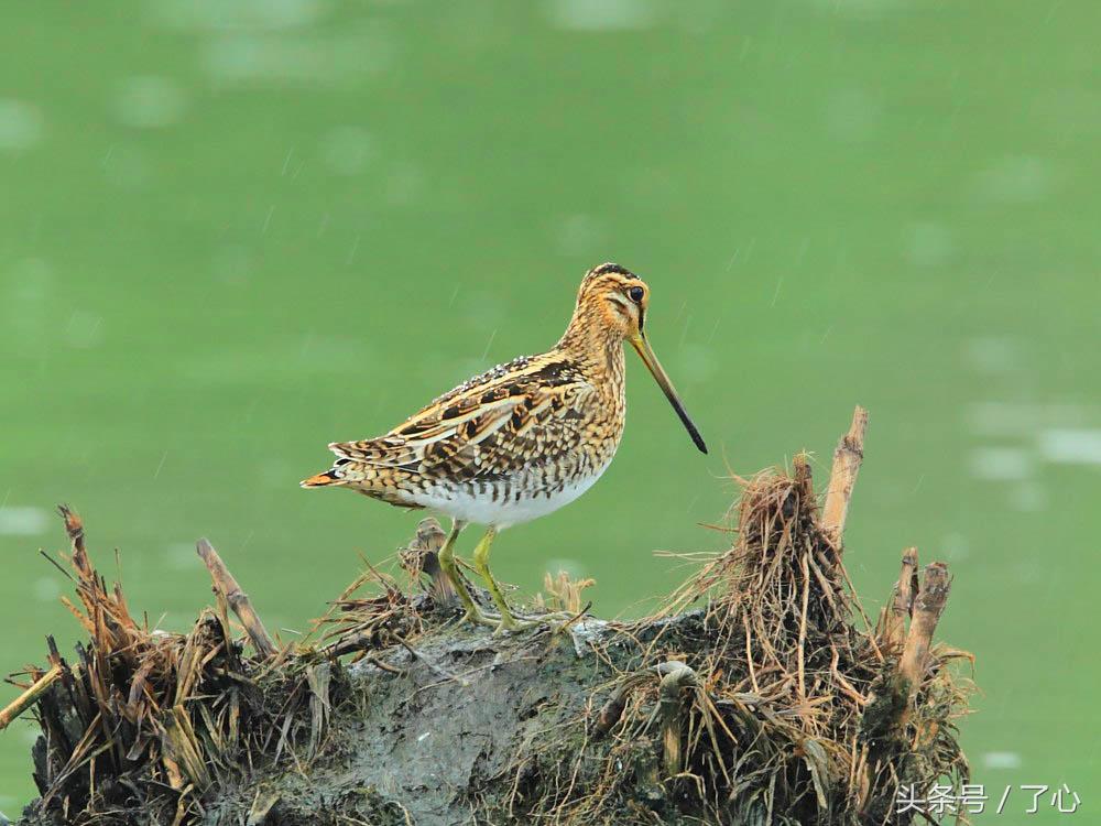 扇尾沙锥几月好抓,扇尾沙锥图片