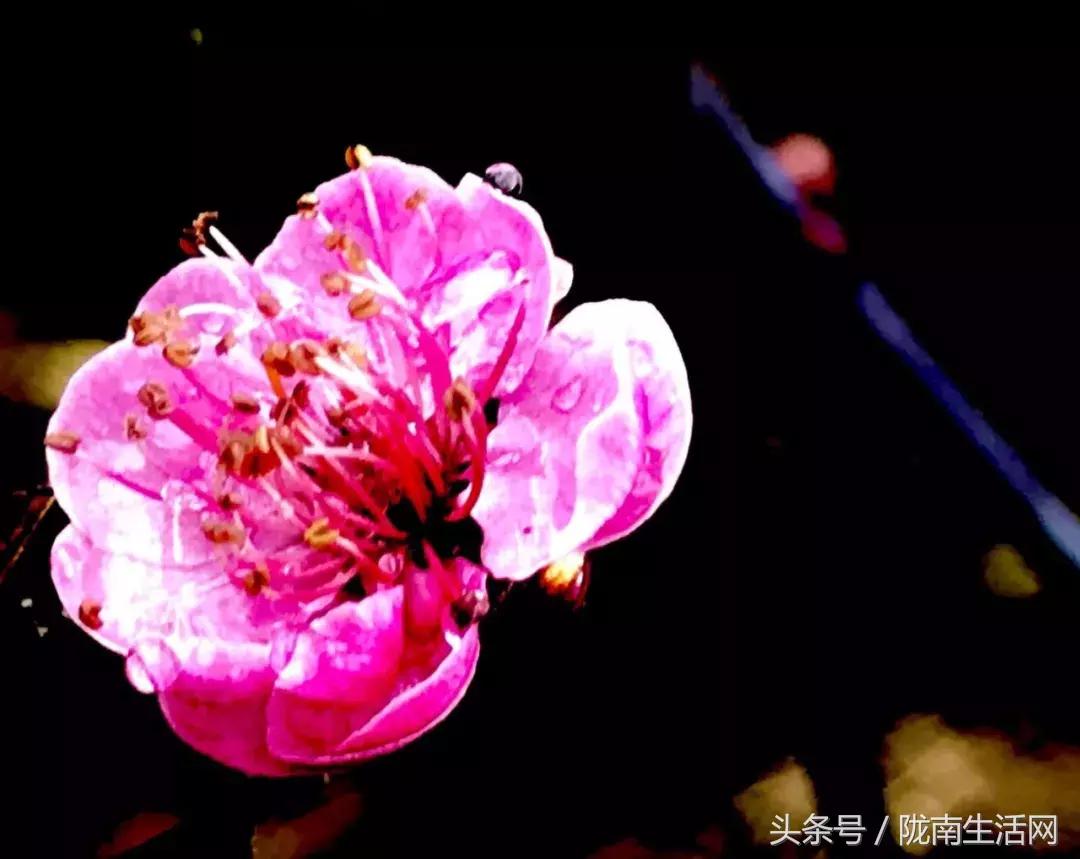 陇南徽县梅园“颜值”已“爆表”，再不去就迟了