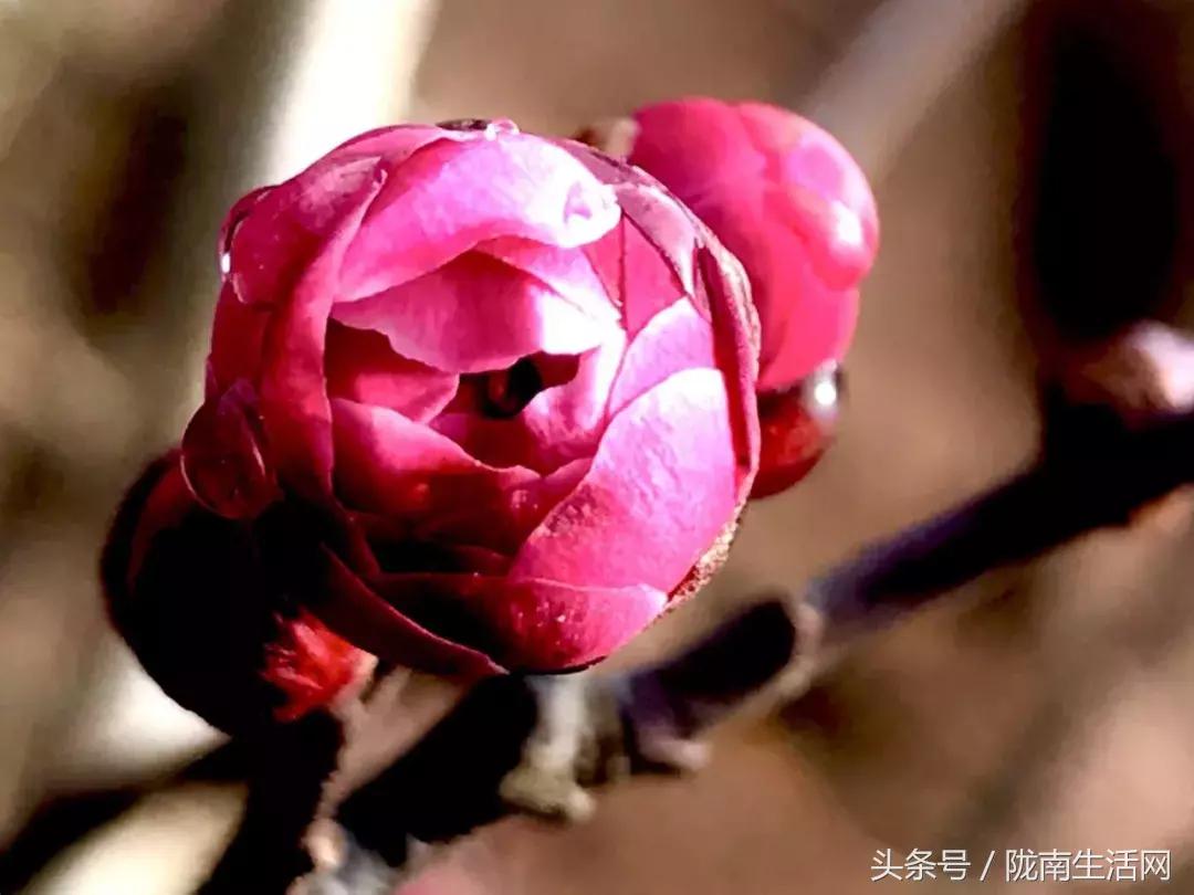 陇南徽县梅园“颜值”已“爆表”，再不去就迟了