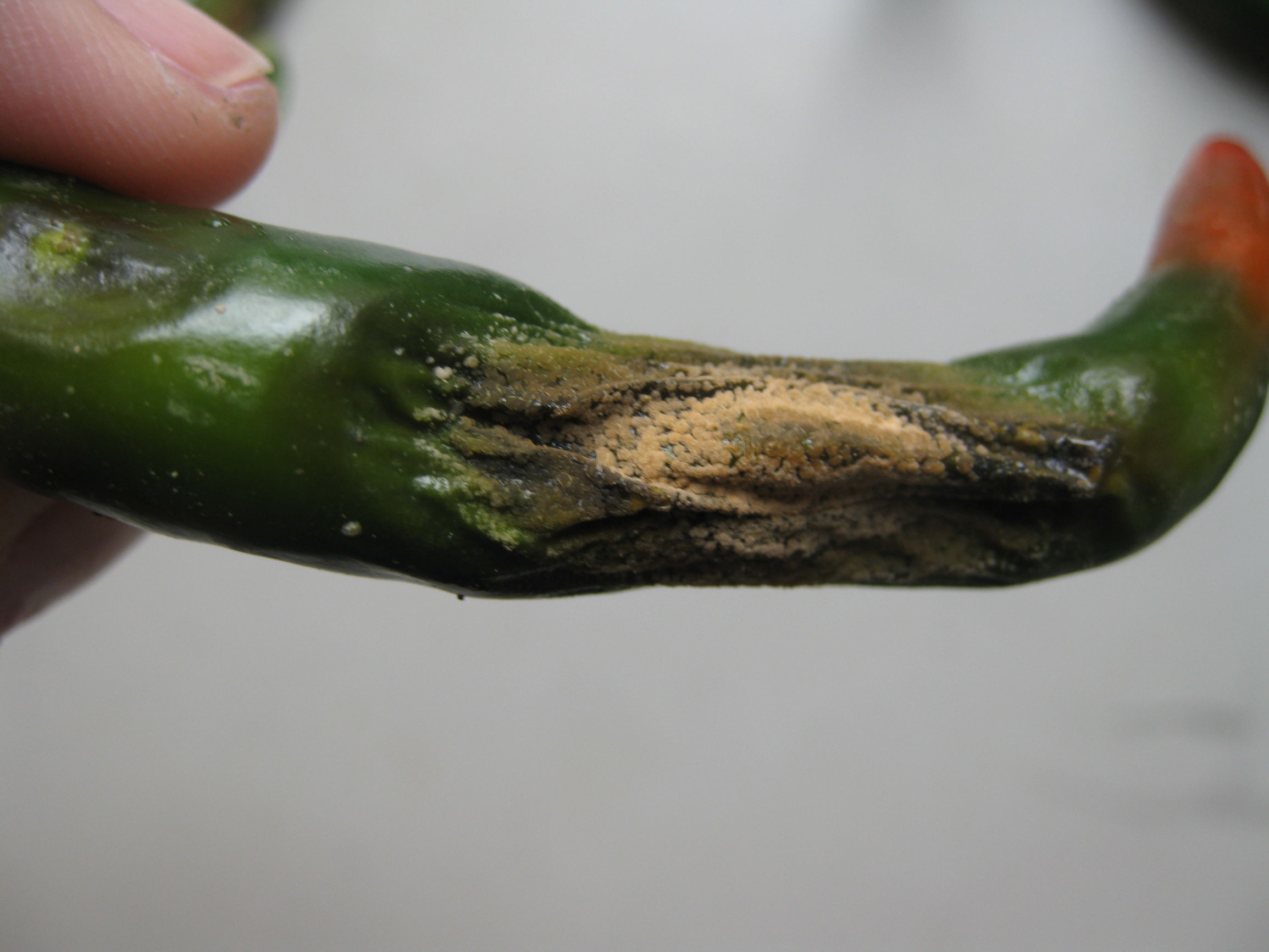 辣椒炭疽病的病原形态,辣椒炭疽病的病症为点状物