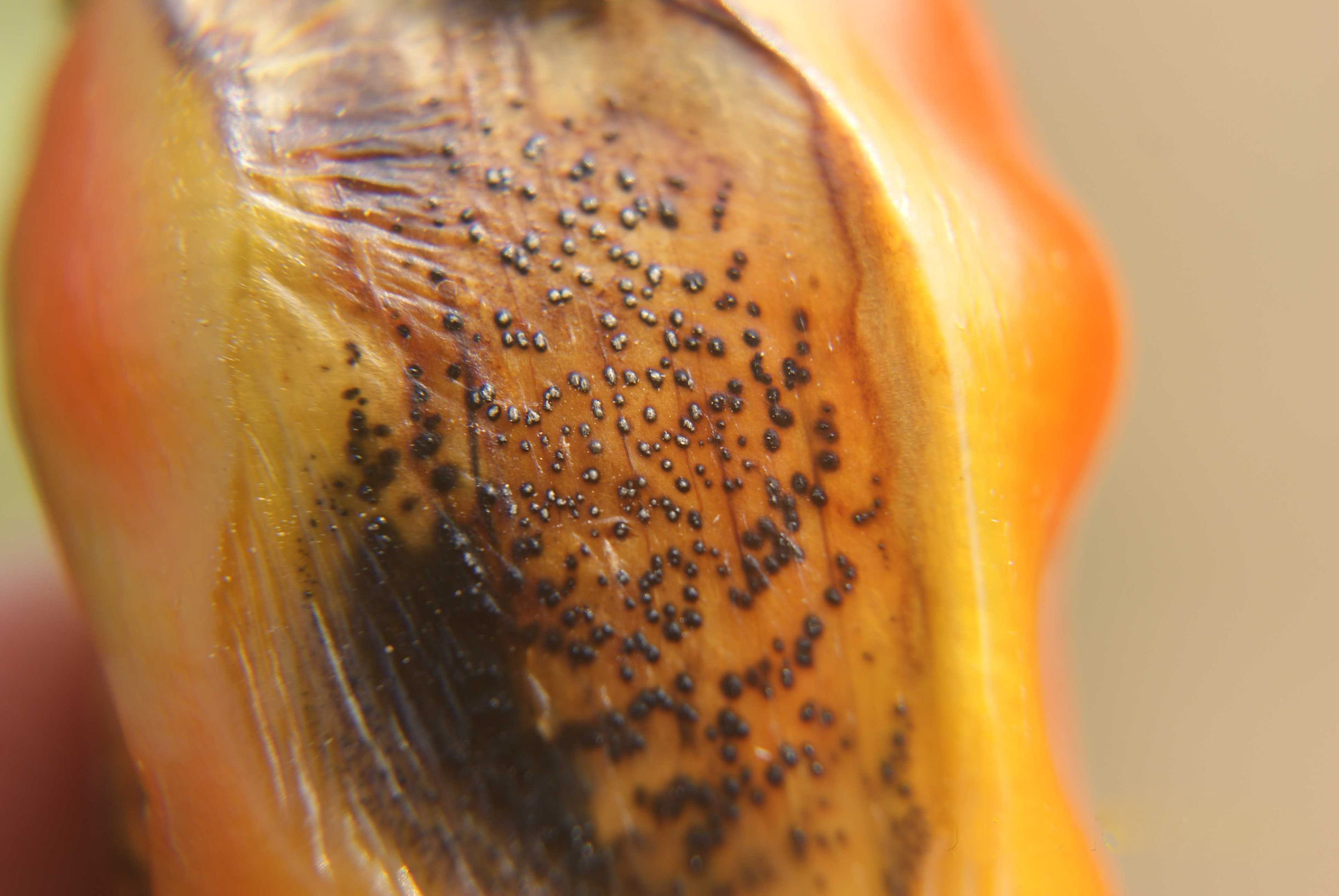 辣椒炭疽病的病原形态,辣椒炭疽病的病症为点状物