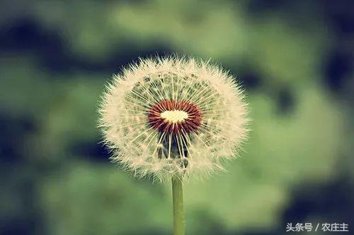 今年中药材普遍行情分析,未来药材走势行情