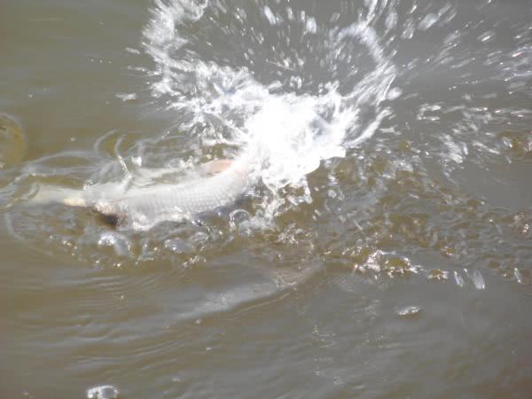 鳊鱼最爱吃什么东西,鳊鱼生活在长江哪里