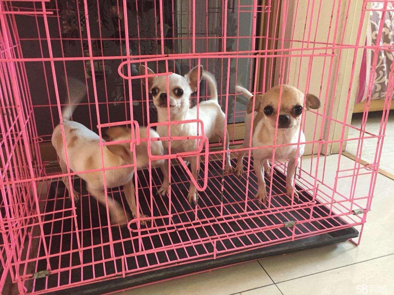 狗狗散放定点大小便,狗狗乱尿关回笼子