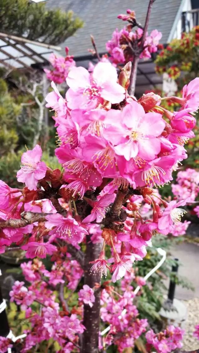 鏃ユ湰浜兘椋庢櫙宸濈搴锋垚,鏃ユ湰宸濈搴锋垚鍒濈鍥涙櫙