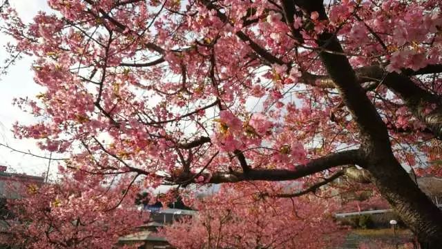 鏃ユ湰浜兘椋庢櫙宸濈搴锋垚,鏃ユ湰宸濈搴锋垚鍒濈鍥涙櫙