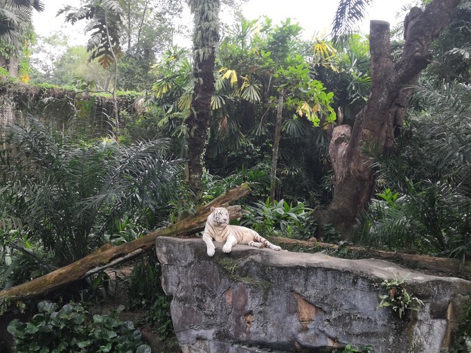 春节新加坡6天5晚亲子游,新加坡亲子游2017