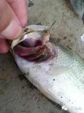 鱼类烂鳃病症状,鱼类烂鳃病致病机理