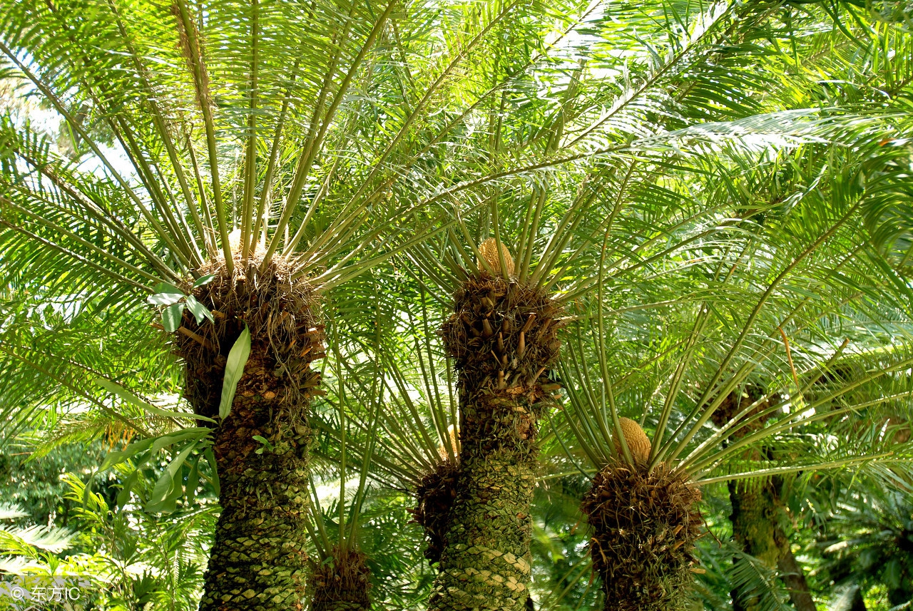 精品苏铁盆景图片,多头苏铁盆景图片大全欣赏