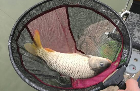 新年第一天钓到大鱼有什么兆头,新年大鲤