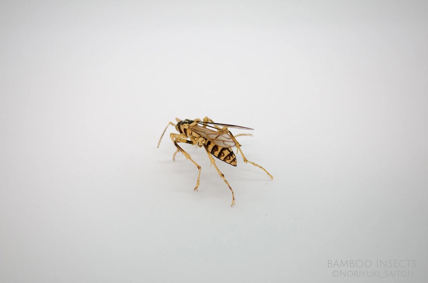 用树木制作一个简易昆虫模型,用枯树枝制作昆虫模型