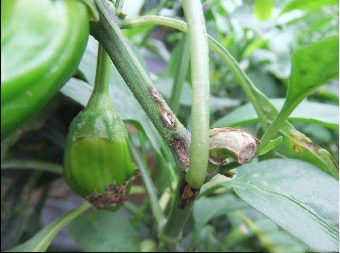 辣椒炭疽病的病原形态,辣椒炭疽病的病症为点状物