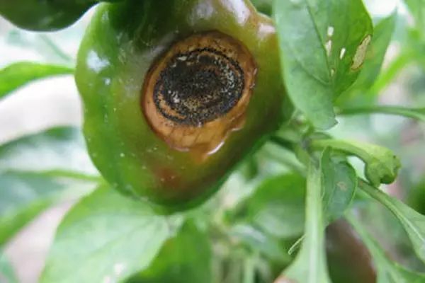 辣椒炭疽病的病原形态,辣椒炭疽病的病症为点状物