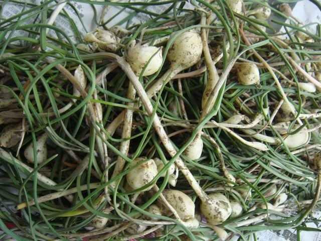 大鱼大肉不如植物肉,春天的野菜营养又美味