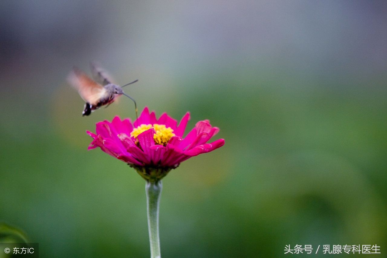 乳腺纤维瘤不切除会怎样,乳腺纤维瘤吃小金丸多久能见效