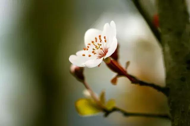 二十四节气惊蛰是哪一天,二十四节气惊蛰怎么画