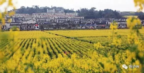 泸州春日赏花好去处,花开似海请收好泸州这份赏花秘籍