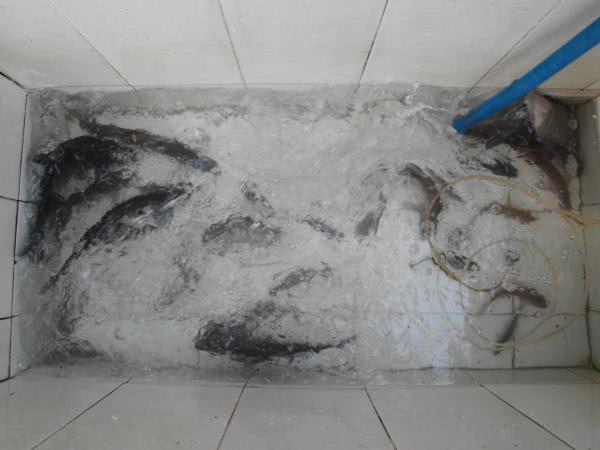 鳊鱼最爱吃什么东西,鳊鱼生活在长江哪里