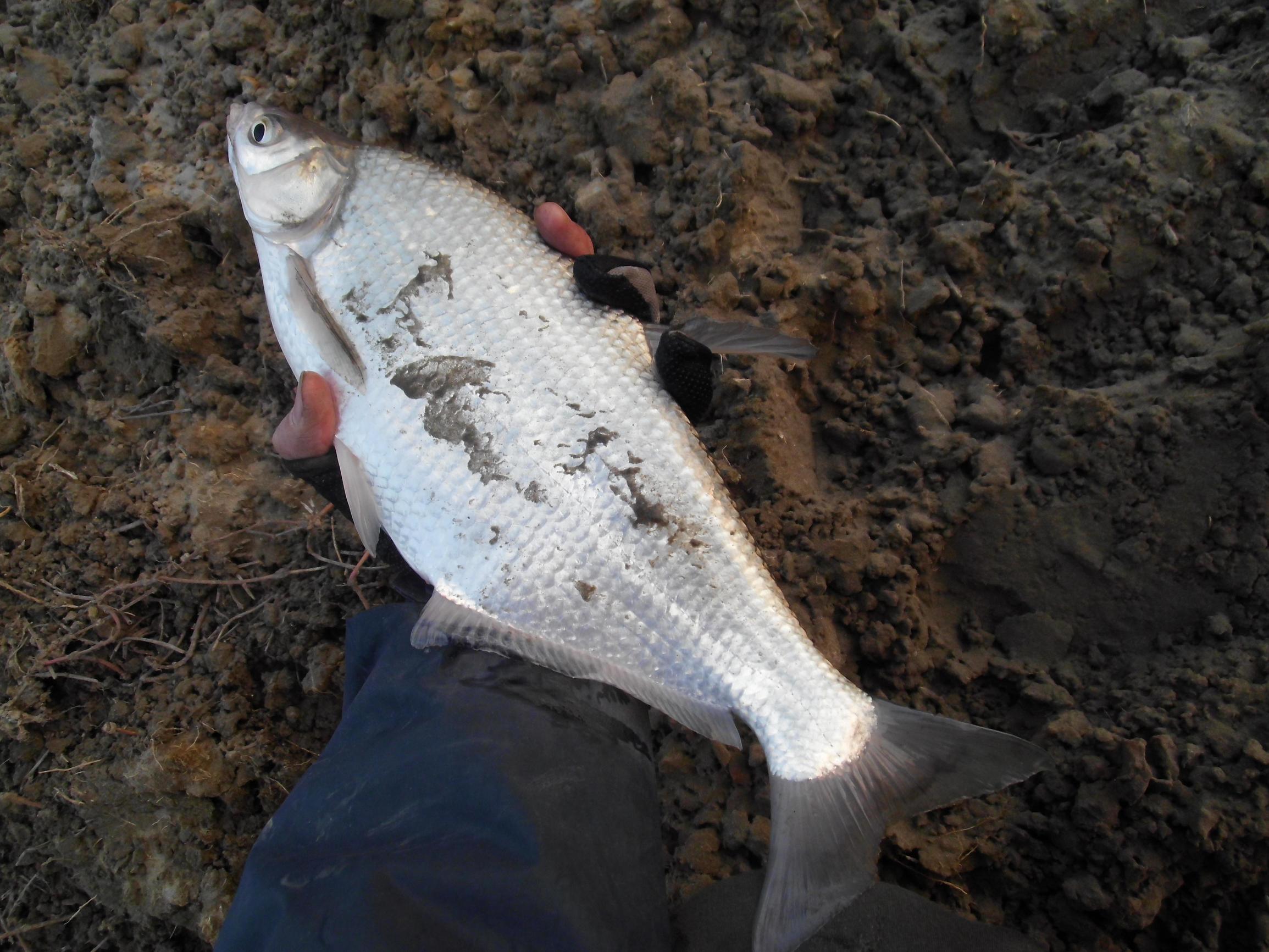 鳊鱼最爱吃什么东西,鳊鱼生活在长江哪里