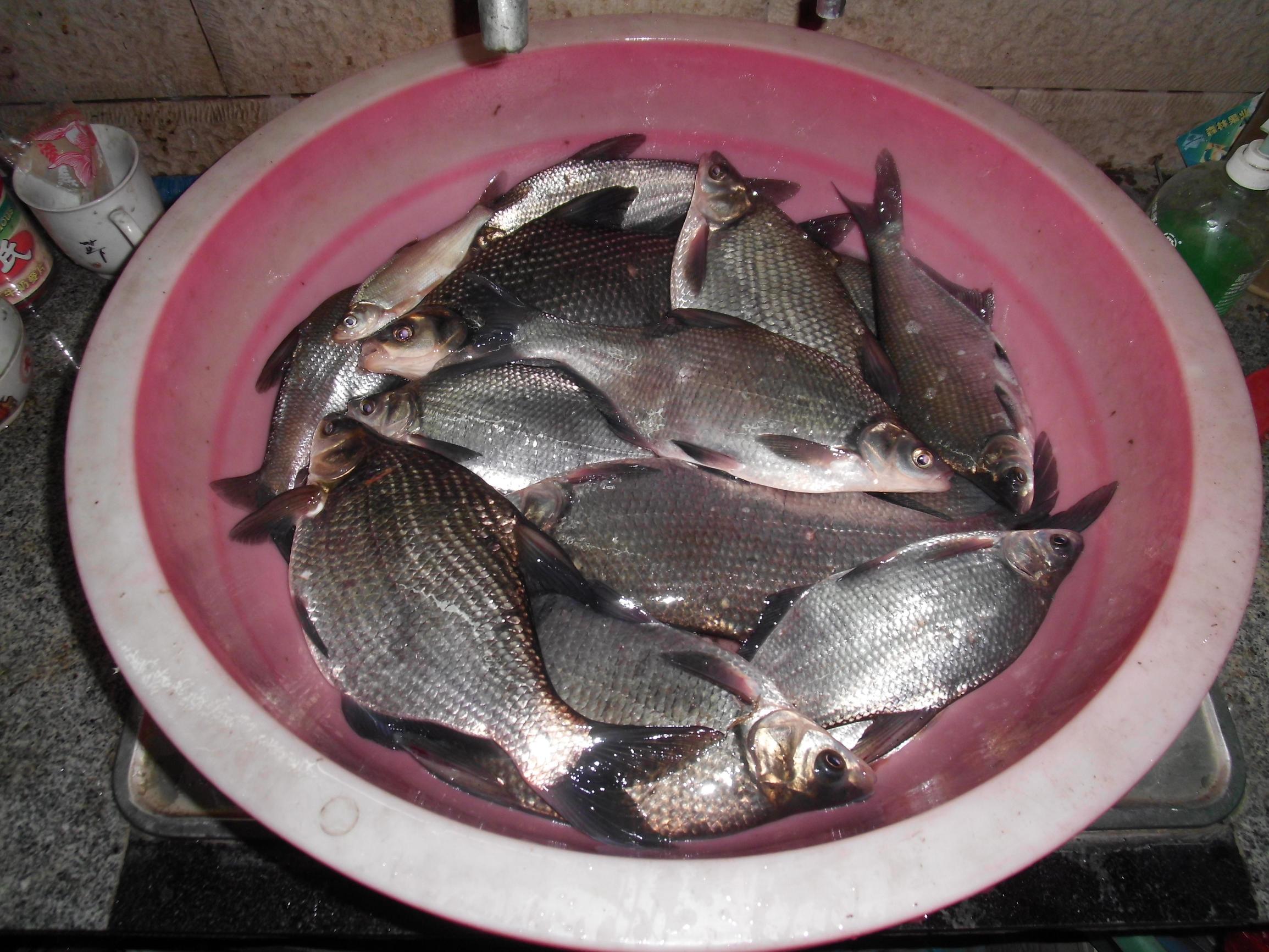 鳊鱼最爱吃什么东西,鳊鱼生活在长江哪里