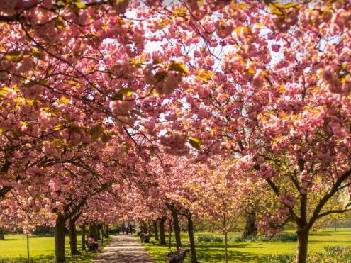 樱花种子怎么发芽,樱花种子的种植方法