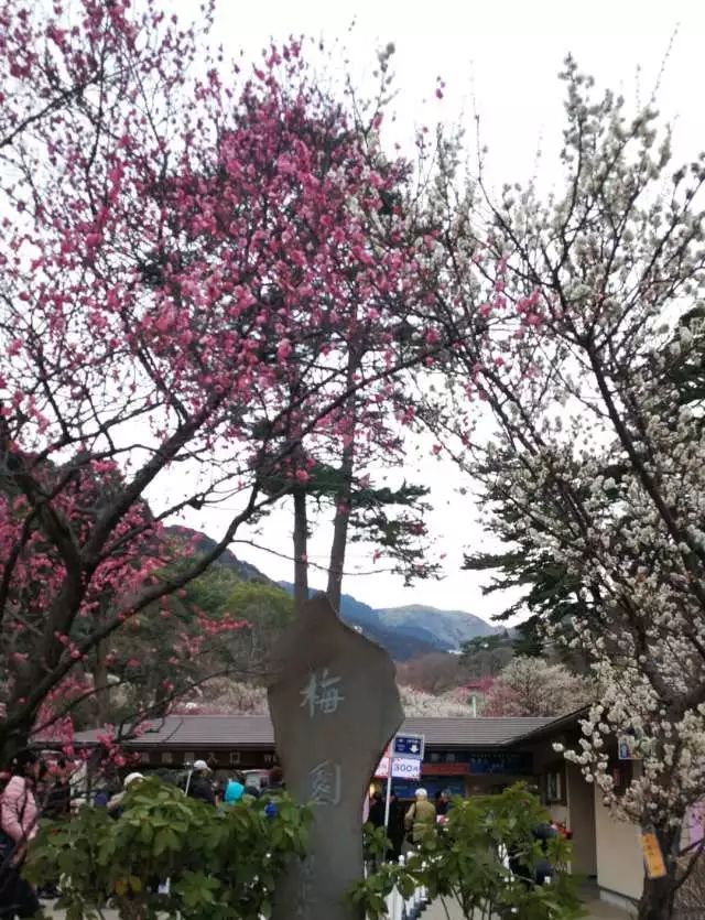 鏃ユ湰浜兘椋庢櫙宸濈搴锋垚,鏃ユ湰宸濈搴锋垚鍒濈鍥涙櫙