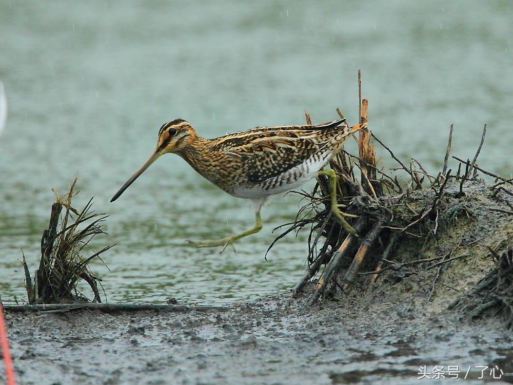 扇尾沙锥几月好抓,扇尾沙锥图片