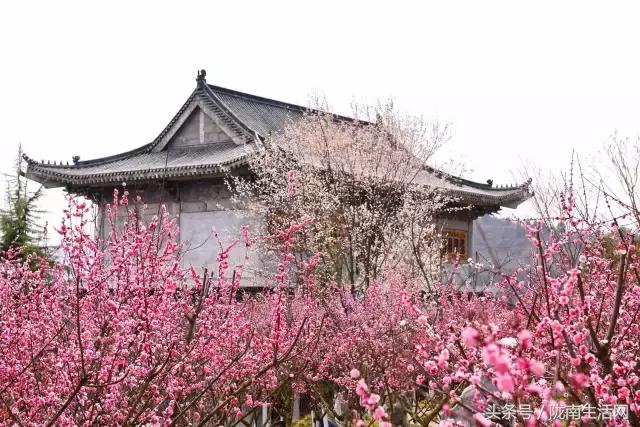 陇南徽县梅园“颜值”已“爆表”，再不去就迟了