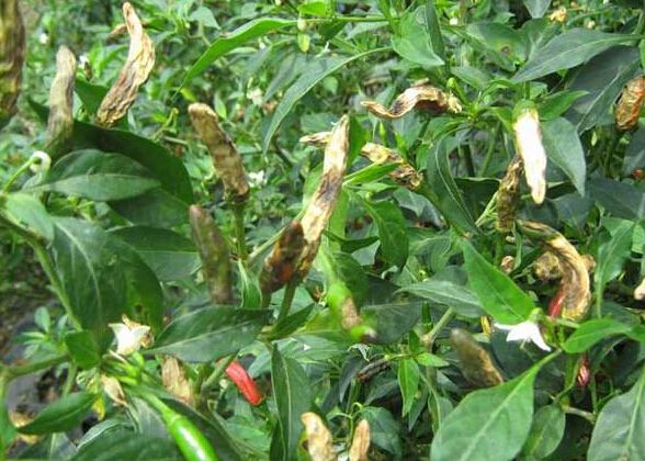 辣椒炭疽病的病原形态,辣椒炭疽病的病症为点状物