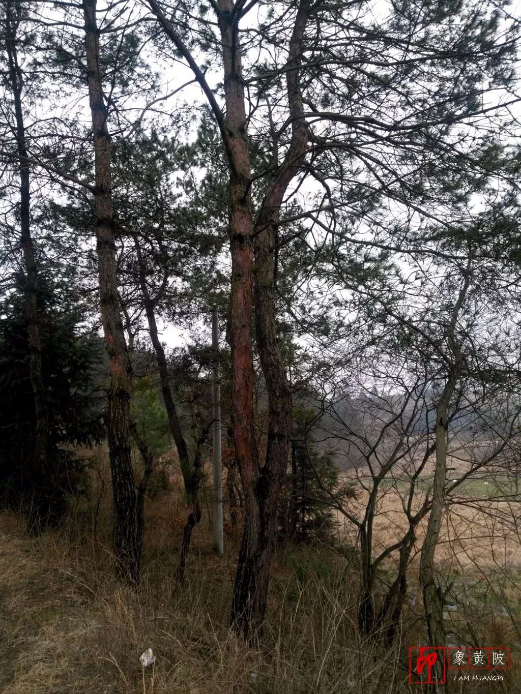 蔡店奇石,蔡店婚庆店