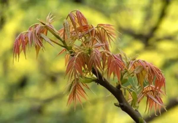 大鱼大肉不如植物肉,春天的野菜营养又美味