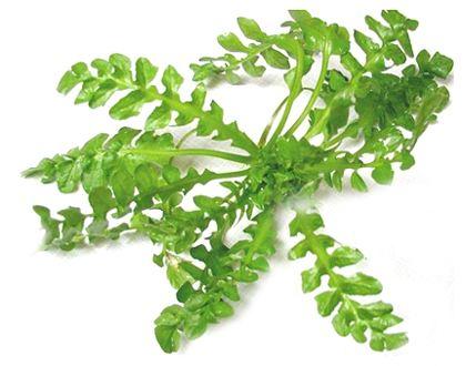 大鱼大肉不如植物肉,春天的野菜营养又美味