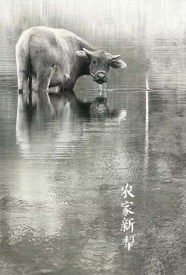 二十四节气惊蛰是哪一天,二十四节气惊蛰怎么画