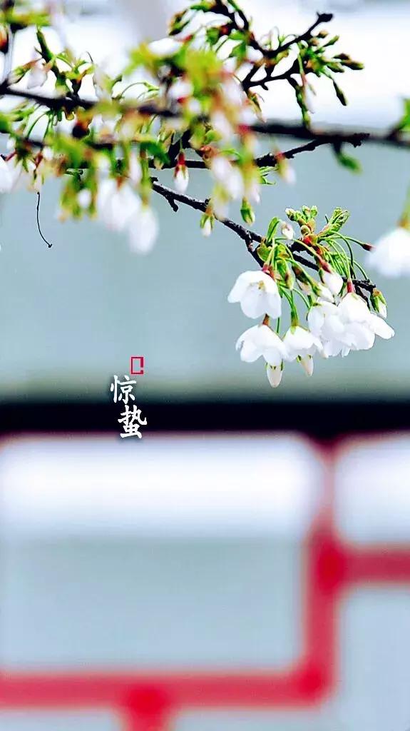 二十四节气惊蛰是哪一天,二十四节气惊蛰怎么画