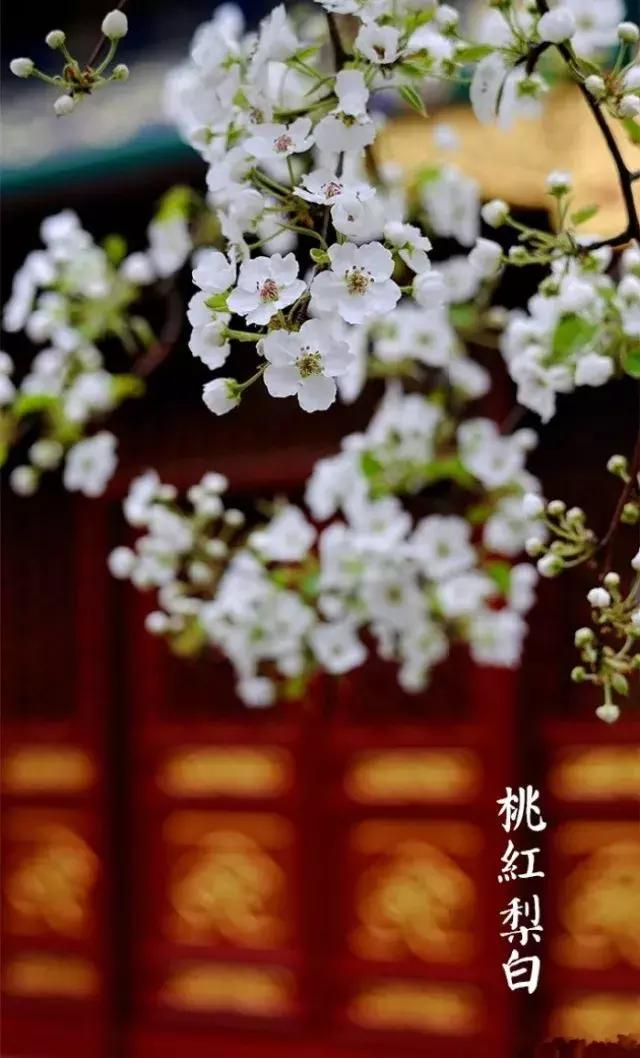 二十四节气惊蛰是哪一天,二十四节气惊蛰怎么画