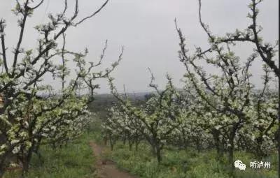 泸州春日赏花好去处,花开似海请收好泸州这份赏花秘籍